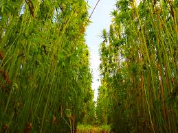 hemp field.jpg hemp field.jpg